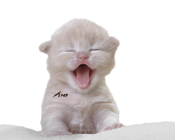 QUAND ON RIE PARFOIS ON NE PEUT PLUS S"ARRÊTAIS GWEN